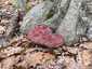 Óriás lakkostapló (Ganoderma resinaceum), Mecsek